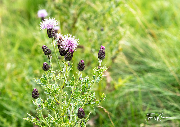 Thistle