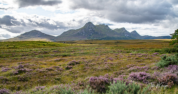Ben Loyal