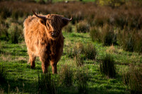Highland Coo