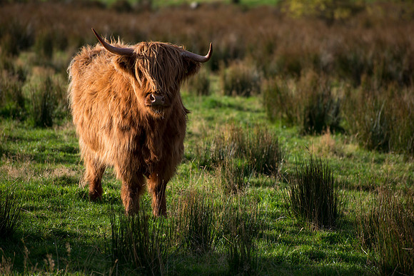 Highland Coo